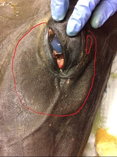 horse eye