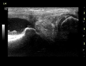 equine image