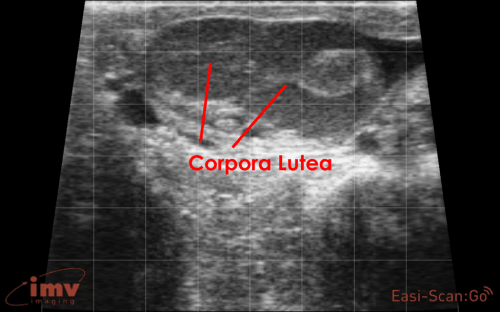 corpora lutea