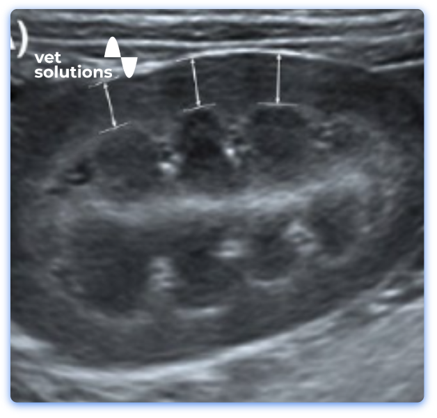 Small Animal JClub Website Templates-15-Ultrasonographic quantitative evaluation 001