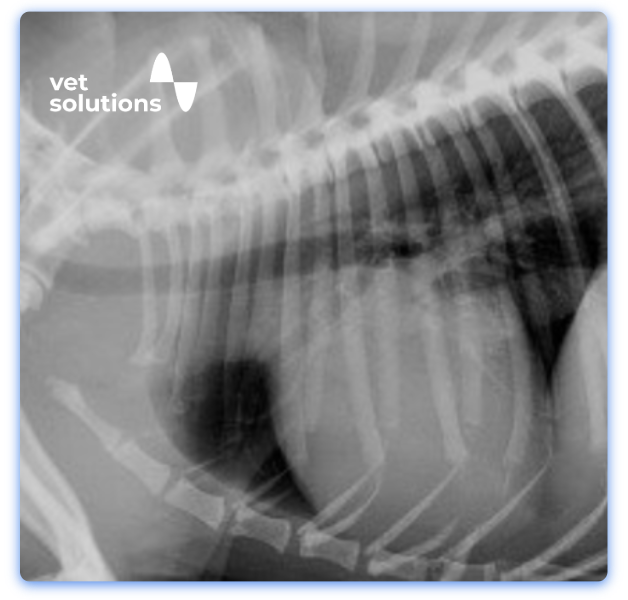 Small Animal JClub Website Templates-11-Haemolytic anaemia