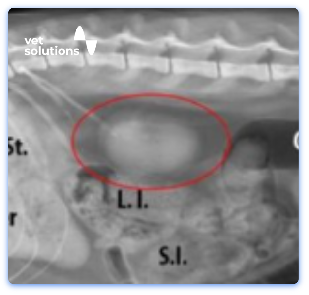 Small Animal JClub Website Templates-9-Feline kidneys