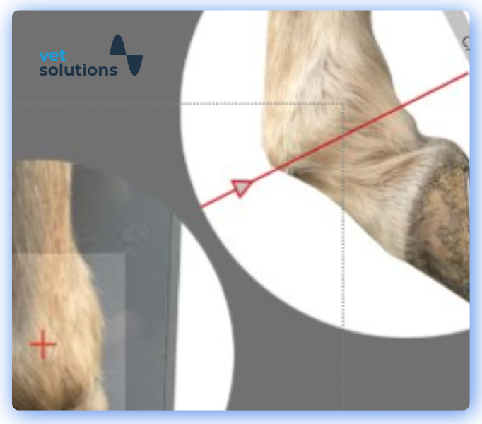 Equine JClub Website Templates-1-Radiographic technique for the lateral proximal se