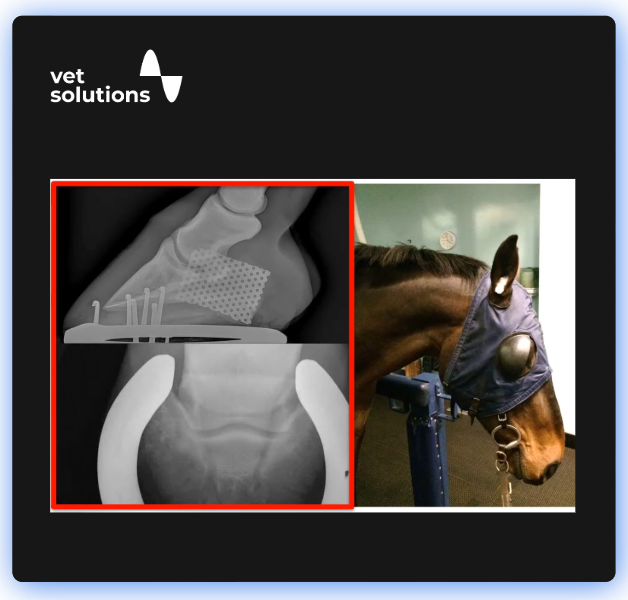 Equine Webinar Website Template-21-Webinar – Radiography of the Equine Foot