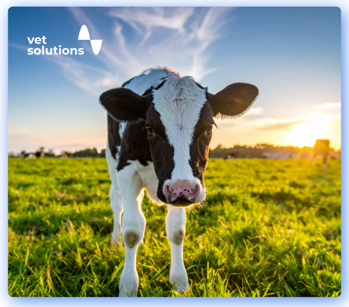 Farm Animal JClub Website Templates-3-JC - Use of Ultrasonography for Bovinve respirator